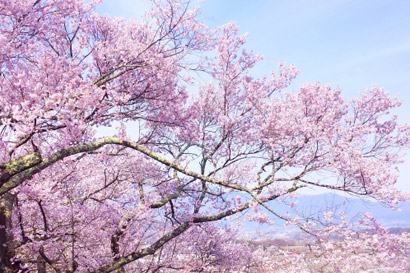 「名護さくらまつり」のお花見